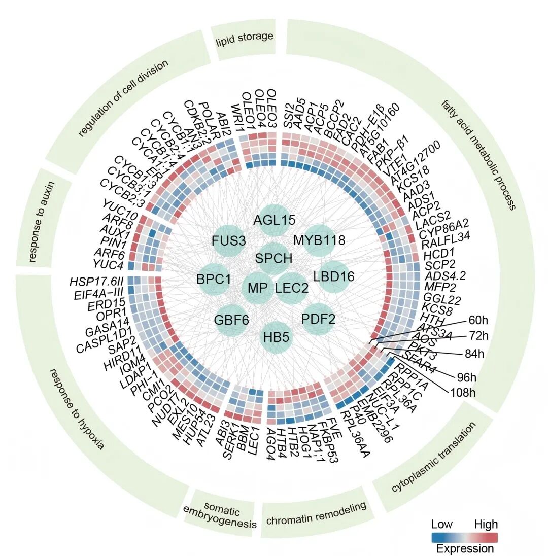 ▲ 植物体细胞重编程形成全能干细胞的分子调控网络