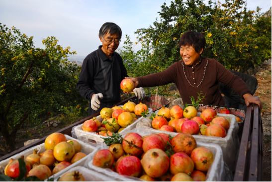 　　在枣庄市榴园镇王府山村，石榴种植户正在采收石榴。（孙慧摄）