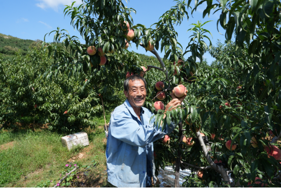 　　眼下，山东省蒙阴县岱崮镇井旺庄村的“秋甜”蜜桃进入大量上市期，果园里硕果满枝，桃香四溢。（王学盛摄）