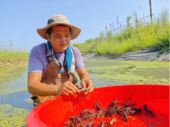 　　9月17日，技术员刘望在稻虾田环沟查看种虾繁育情况。（宋梅摄）