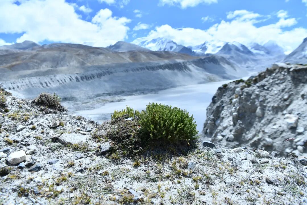 卓奥友峰附近的植物。卓奥友峰位于喜马拉雅山脉中部 图源：新华社