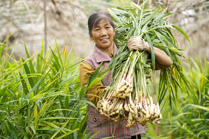 　　9月20日，在安徽省铜陵市郊区大通镇大院村，村民吴桂平展示采收的白姜，脸上露出丰收喜悦的笑容。（陈磊摄）