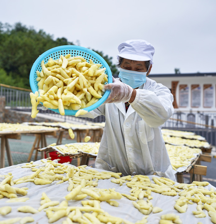 　　9月20日，在安徽省铜陵市郊区大通镇大院村，村民将去皮后的白姜进行晾晒。（陈磊摄）