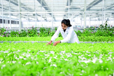 位于新疆库车市甬库同心村的智慧农业植物工厂，技术员在仔细管护无土栽培蔬菜。本报记者 孙金行摄/光明图片
