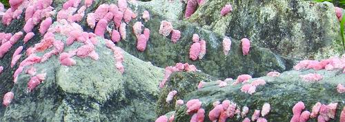 中国农业科学院供图