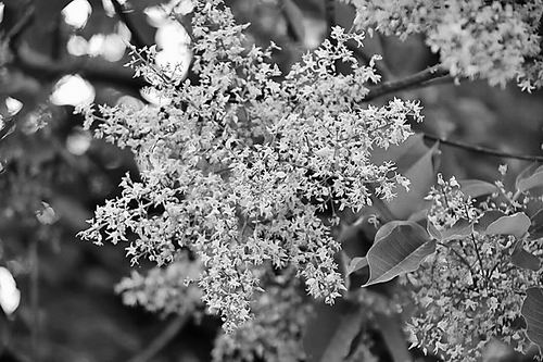 中国热带农业科学院供图