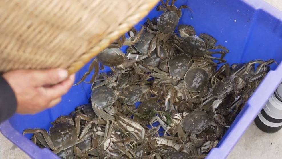 今年大闸蟹产量增长约三成