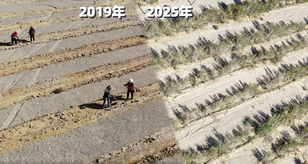 蚂蚁森林102号林航拍对比