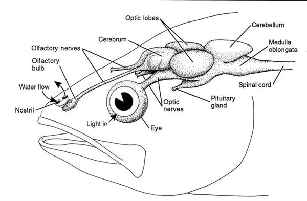 来源：Living Ocean, CRDG, University of Hawaii at Manoa