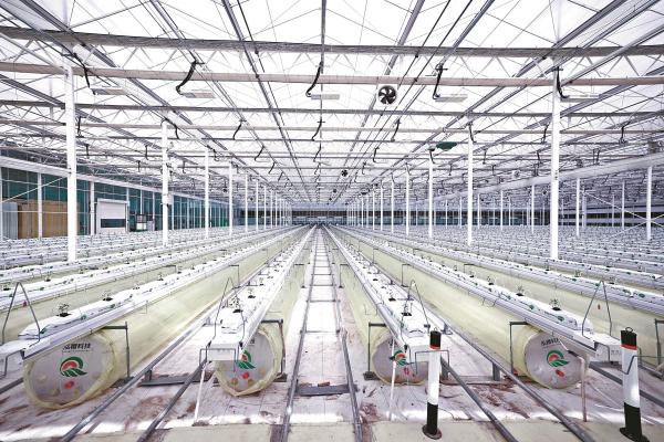 全智能玻璃温室。（朱蓓蕾 沈孙晖 摄）