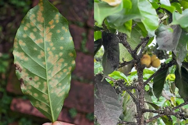 气候不稳定导致咖啡树更易感染“叶锈病”，减少咖啡豆产量 图源：叶涛供图