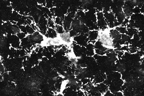 图片来源：《自然》