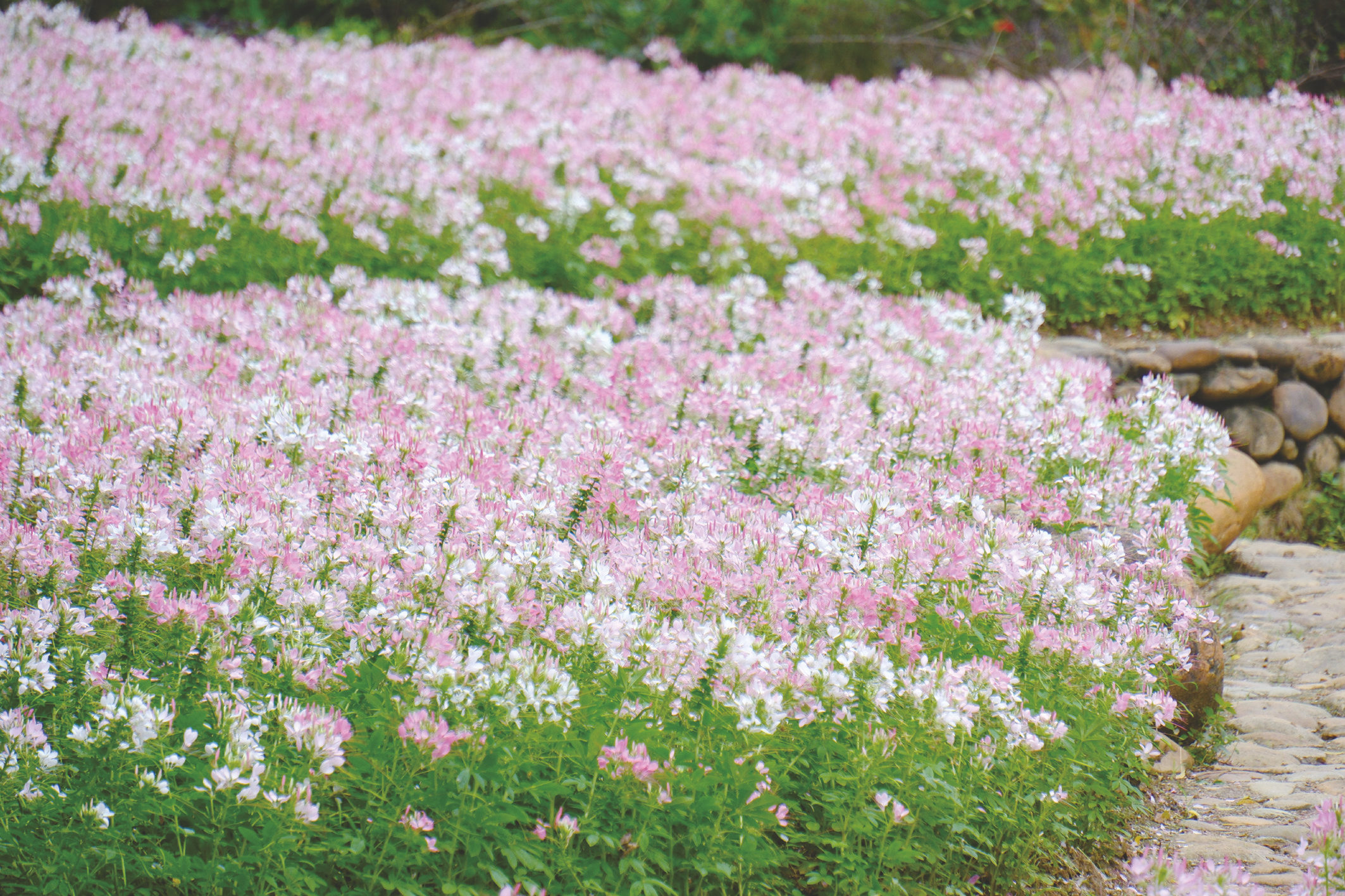醉蝶花海今日开放