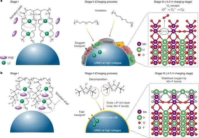 图1. 设计富含阴离子溶剂化结构的氟聚醚基聚合物电解质的示意图