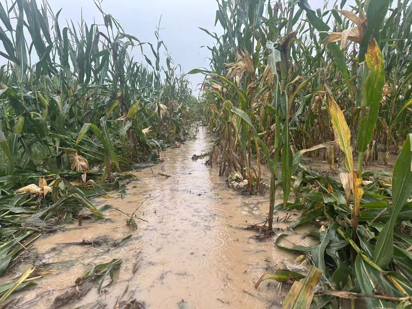 河南玉米收获季遇持续阴雨：有大学生被父母急召回家抢收，烘干机24小时不停抢烘