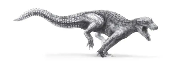 △ 已灭绝的、奔跑的 阿拉利坡鳄