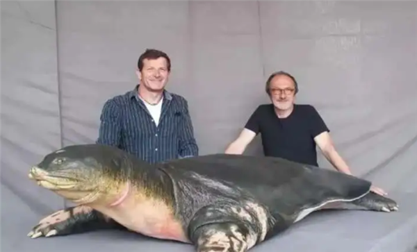 △ 这么大的斑鳖