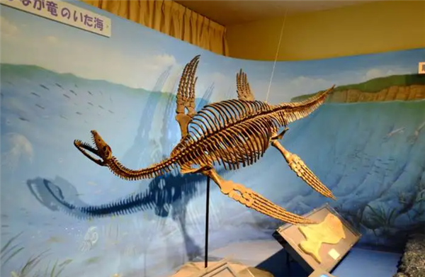 △ 蛇颈龙和现代的大鳖还是很像的