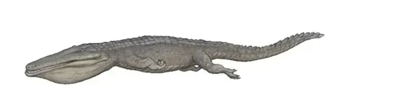 △ 已灭绝的、滤食性莫拉氏鳄，能占到10米以上