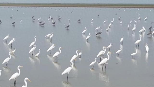 江西：首批冬候鸟飞抵鄱阳湖南矶湿地|江西省_新浪财经_新浪网