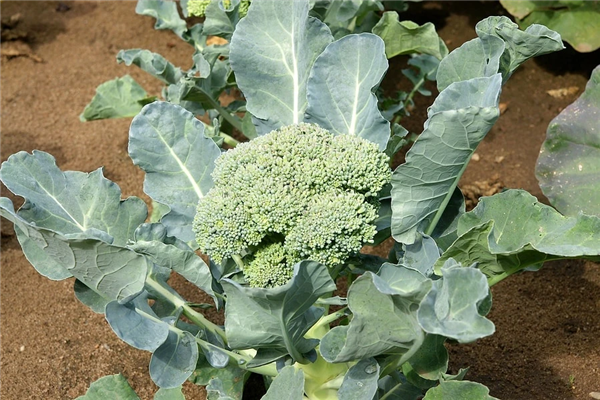 △ 西兰花或叫青花菜——学名Brassica oleracea L.var. italica P.