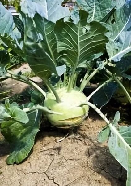 △ 大头菜或叫球茎甘蓝——学名Brassica oleracea L.var. caulorapa DC.