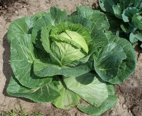 △ 包菜或叫结球甘蓝——学名Brassica oleracea L. var. capitata L.