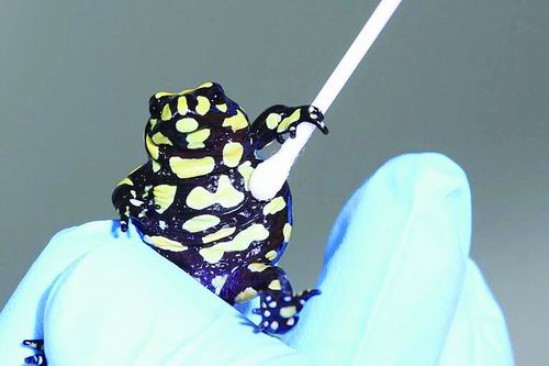 图片来源：澳大利亚詹姆斯·库克大学