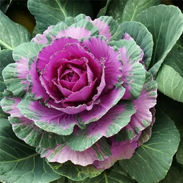 △ 牡丹菜或叫羽衣甘蓝——学名Brassica oleracea L.var. acephala DC.