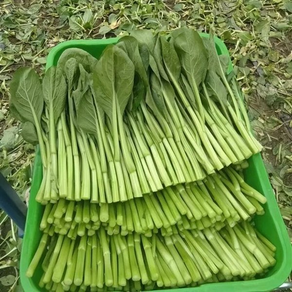 △ 芥蓝——学名Brassica oleracea L.var. alboglabra Bailey