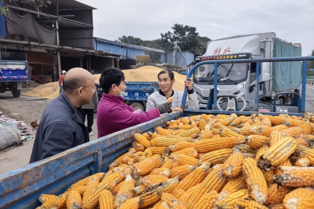 ▲红义粮食收购站开启潮粮收购专用通道，并向农户提供及时高效的烘干服务