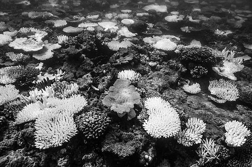 图片来源：David Gray