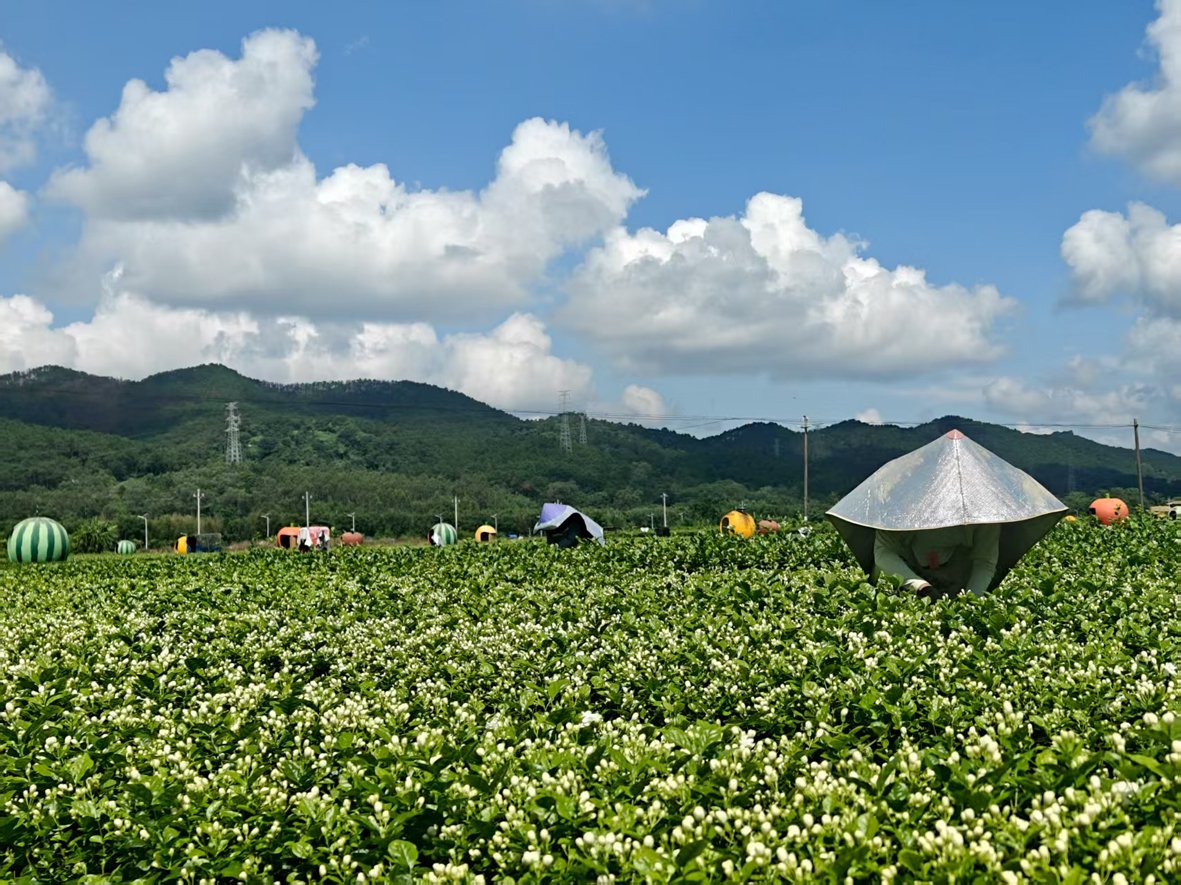花农在花田采花。　廖柳伶　摄