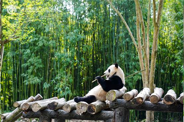 图片来源：中国大熊猫保护研究中心