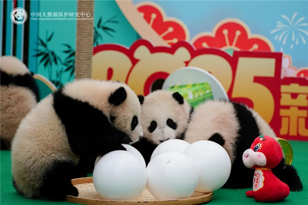 图片来源：中国大熊猫保护研究中心