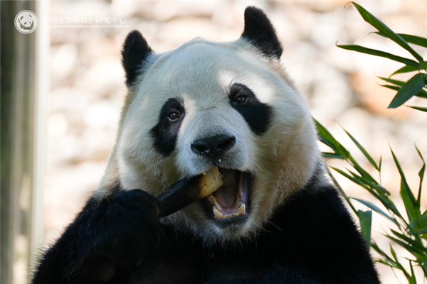 图片来源：中国大熊猫保护研究中心