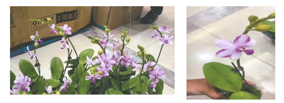 被诉侵权品种的花瓣特征及植株整体性状