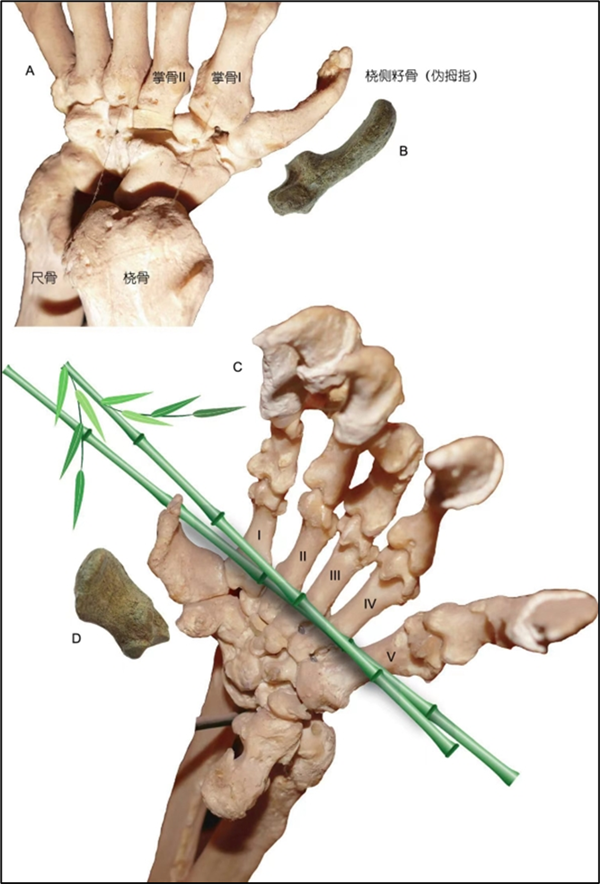 大熊猫（A, C）和始熊猫（B, D）伪拇指的解剖结构 （图片来源：中国科学院古脊椎动物与古人类研究所）02