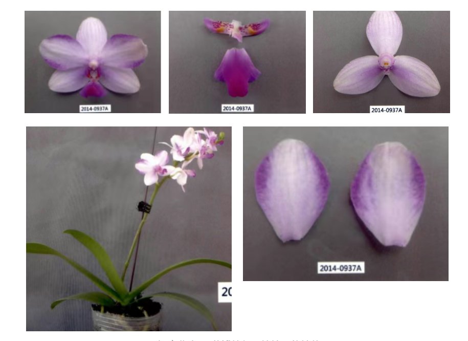 “矩宝紫水晶”花瓣特征及植株整体性状