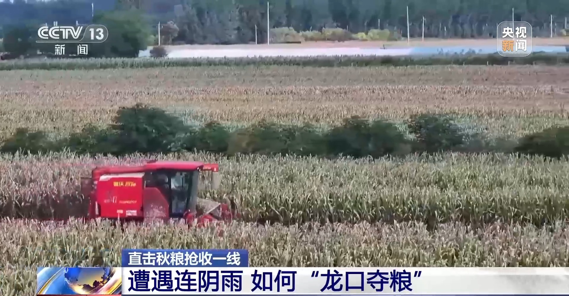 遭遇連陰雨如何保收？總臺(tái)記者直擊秋糧搶收一線(xiàn)
