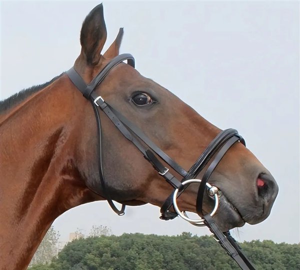 △ 嘴巴上的金属环就是马嚼子