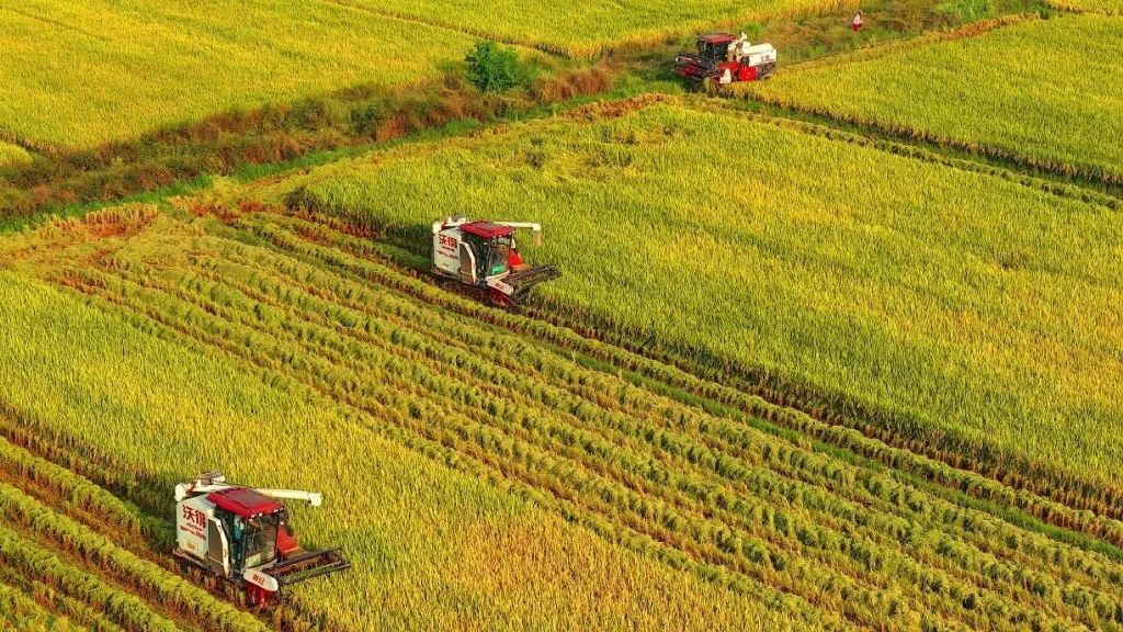 2025年10月16日，江西省吉安市吉水县水田乡水田村，村民驾驶收割机在高标准农田里收割晚稻。