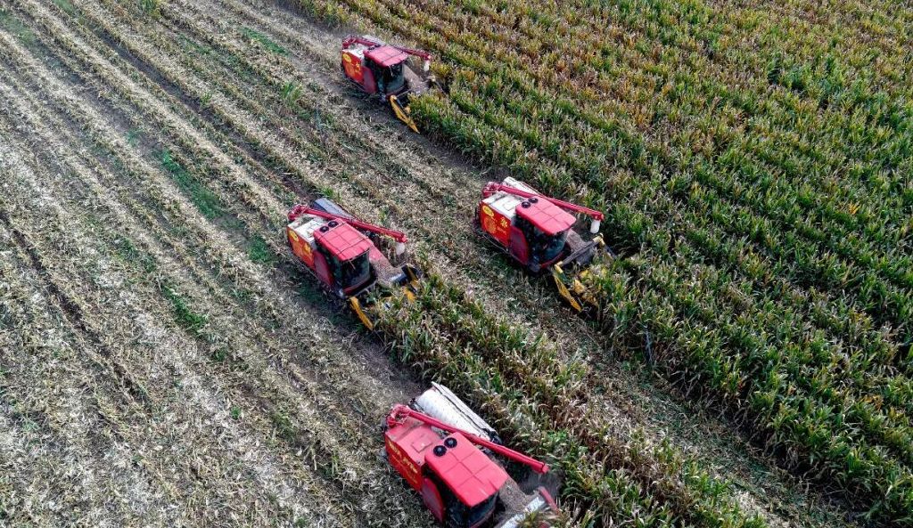 2025年9月29日，在安徽省亳州市谯城区赵桥乡无人农场，履带式收割机进行玉米收获作业。