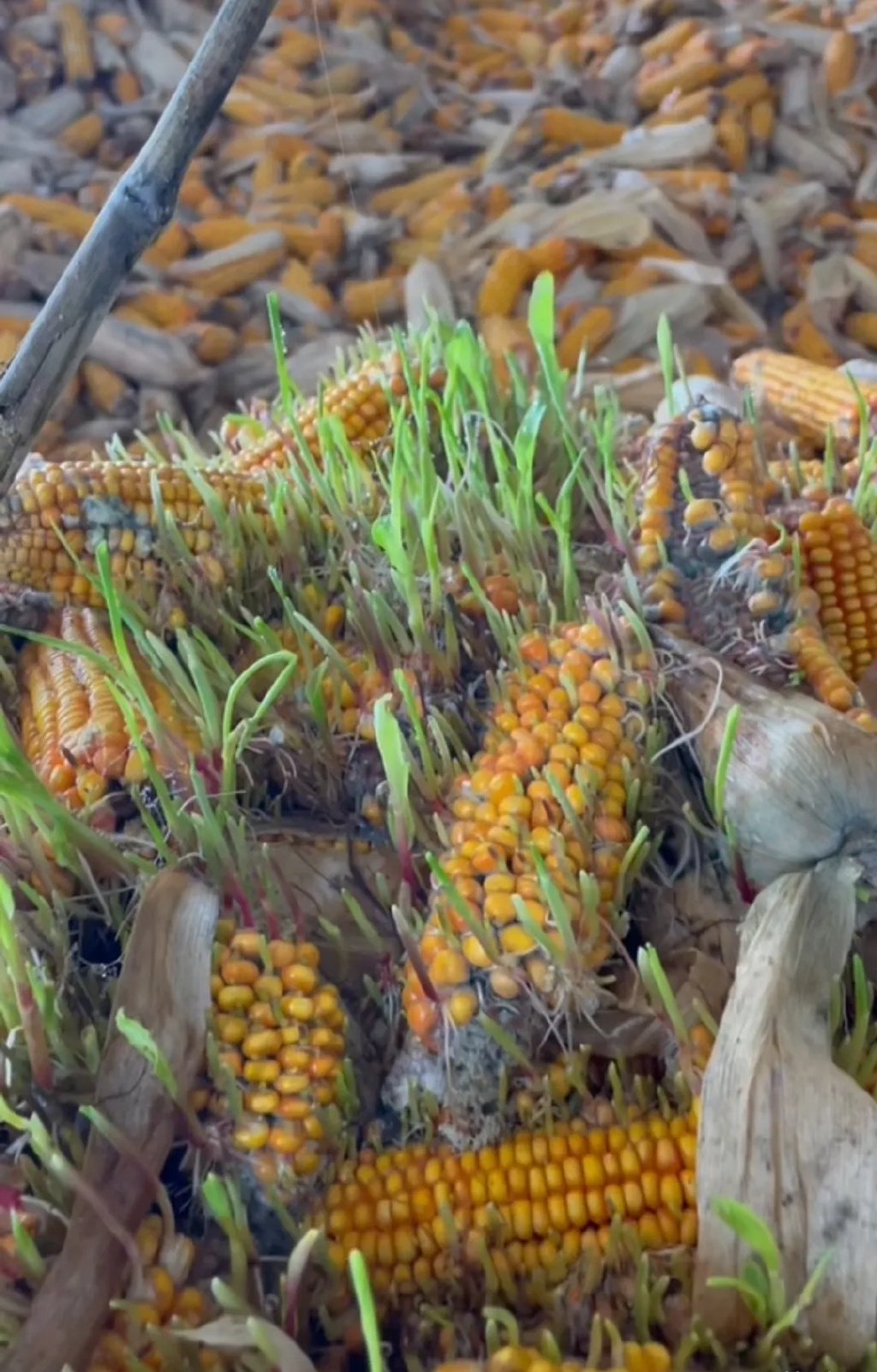 凤娥粮仓里发芽的玉米