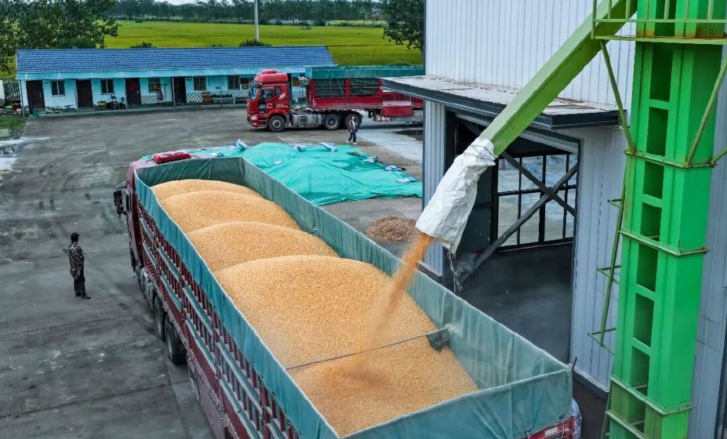 2025年10月16日，江苏省宿迁市泗洪县石集乡毛山村一粮食烘干企业，烘干后的玉米正在装车外运。