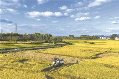 全国秋粮收获进入高峰期，进度已过六成 齐心协力共绘丰收画卷