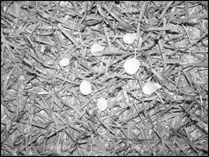 中國2025年極端天氣淺析：氣候新常態(tài)挑戰(zhàn)/歷史光影中1969年北京的冰雹三年自然災(zāi)害和小冰河時(shí)期