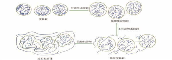 淀粉糊化历程（图源：参考文件[5]）