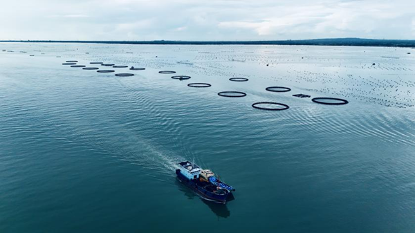 位于湛江流沙湾海域的广东海发集团海上牧场