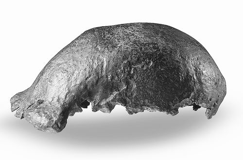 图片来源：荷兰莱顿自然生物多样性中心